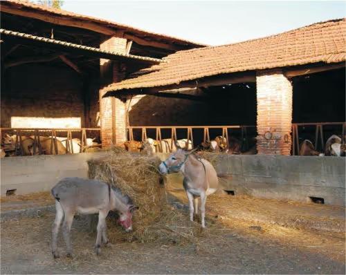 Fattoria Agriturismo Bigongiari Lucca Exterior foto