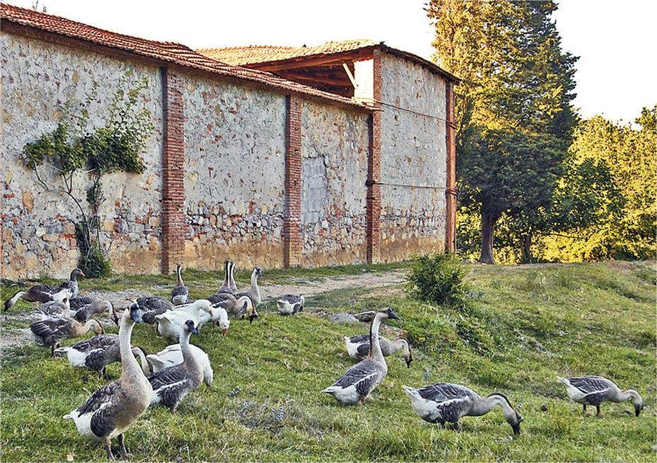 Fattoria Agriturismo Bigongiari Lucca Exterior foto